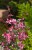 Gaura Siskiyou Pink P9 sadzonka 0,5l