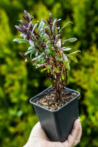 Gaura Siskiyou Pink P9 sadzonka 0,5l