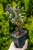 Gaura Siskiyou Pink P9 sadzonka 0,5l