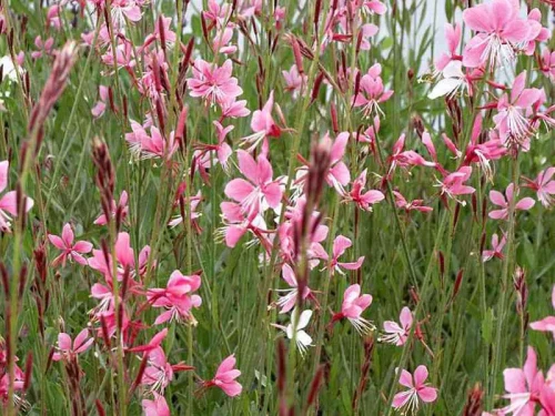 Gaura Siskiyou Pink P9 sadzonka 0,5l