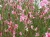 Gaura Siskiyou Pink P9 sadzonka 0,5l