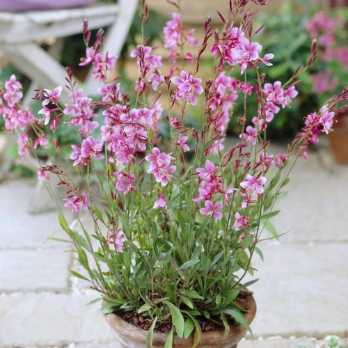 Gaura Siskiyou Pink P9 sadzonka 0,5l