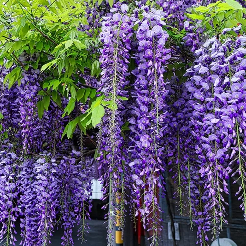 Wisteria Glicynia P9 sadzonka 0,5l - baśniowa roślina