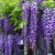 Wisteria Glicynia P9 sadzonka 0,5l - baśniowa roślina