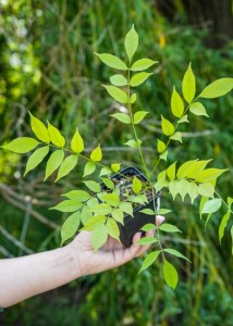 Wisteria Glicynia P9 sadzonka 0,5l - zdjęcie naszej sadzonki