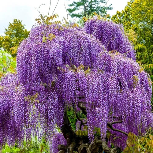 Wisteria Glicynia P9 sadzonka 0,5l - kaskady fioletowo-niebieskich kwiatów