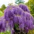 Wisteria Glicynia P9 sadzonka 0,5l - kaskady fioletowo-niebieskich kwiatów