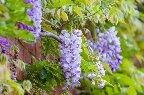 Wisteria Glicynia P9 sadzonka 0,5l - spektakularne kwitnienie