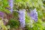 Wisteria Glicynia P9 sadzonka 0,5l - spektakularne kwitnienie
