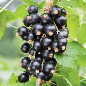 Porzeczka czarna Wernisaż P9 sadzonka 0,5l - obfite plony
