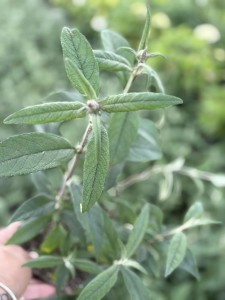budleja-dawida-white-profusion-sadzonka-C2_2.jpg
