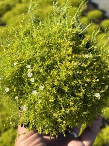 Karmnik ościsty Lime Moss P9 sadzonka 0,5l - zdjęcie naszej sadzonki