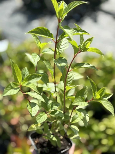 Hortensja bukietowa Living Strawberry Blossom P9 sadzonka 0,5l - zdjęcie naszej sadzonki