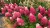 Hortensja bukietowa Living Strawberry Blossom P9 sadzonka 0,5l - odmiana o mocnych pędach i dwukolorowych kwiatach