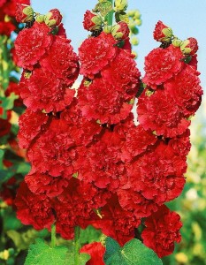 Malwa pełna Chaters Double Scarlet P11 sadzonka 1l - zachwyca pełnymi kwiatami