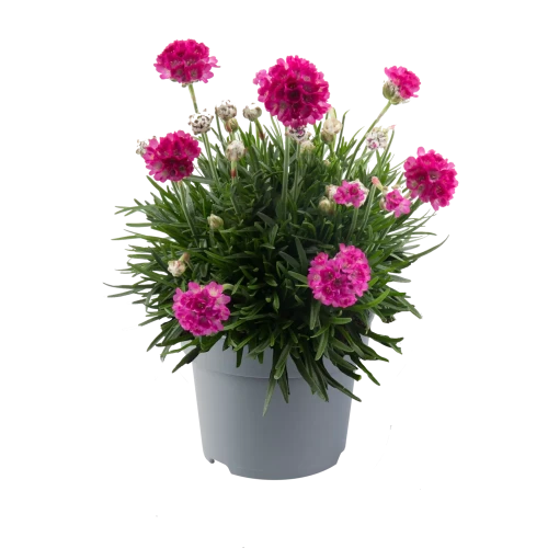 2ef11c3dc186b0c49c1b6637ca6cd0a6.webp
