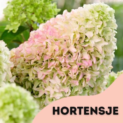 Promocja 3 + 1 hortensje