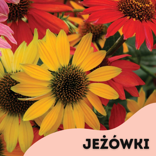 Promocja 3 + 1 jeżówki