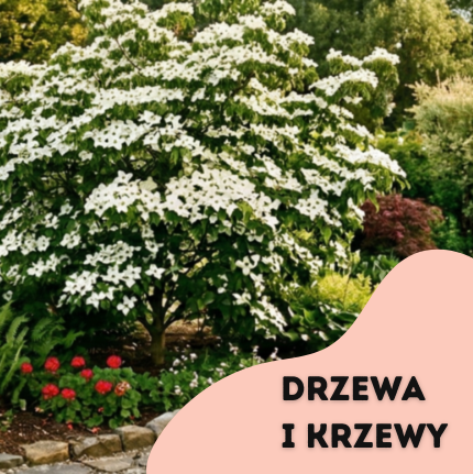Promocja 3 + 1 drzewa krzewy liściaste