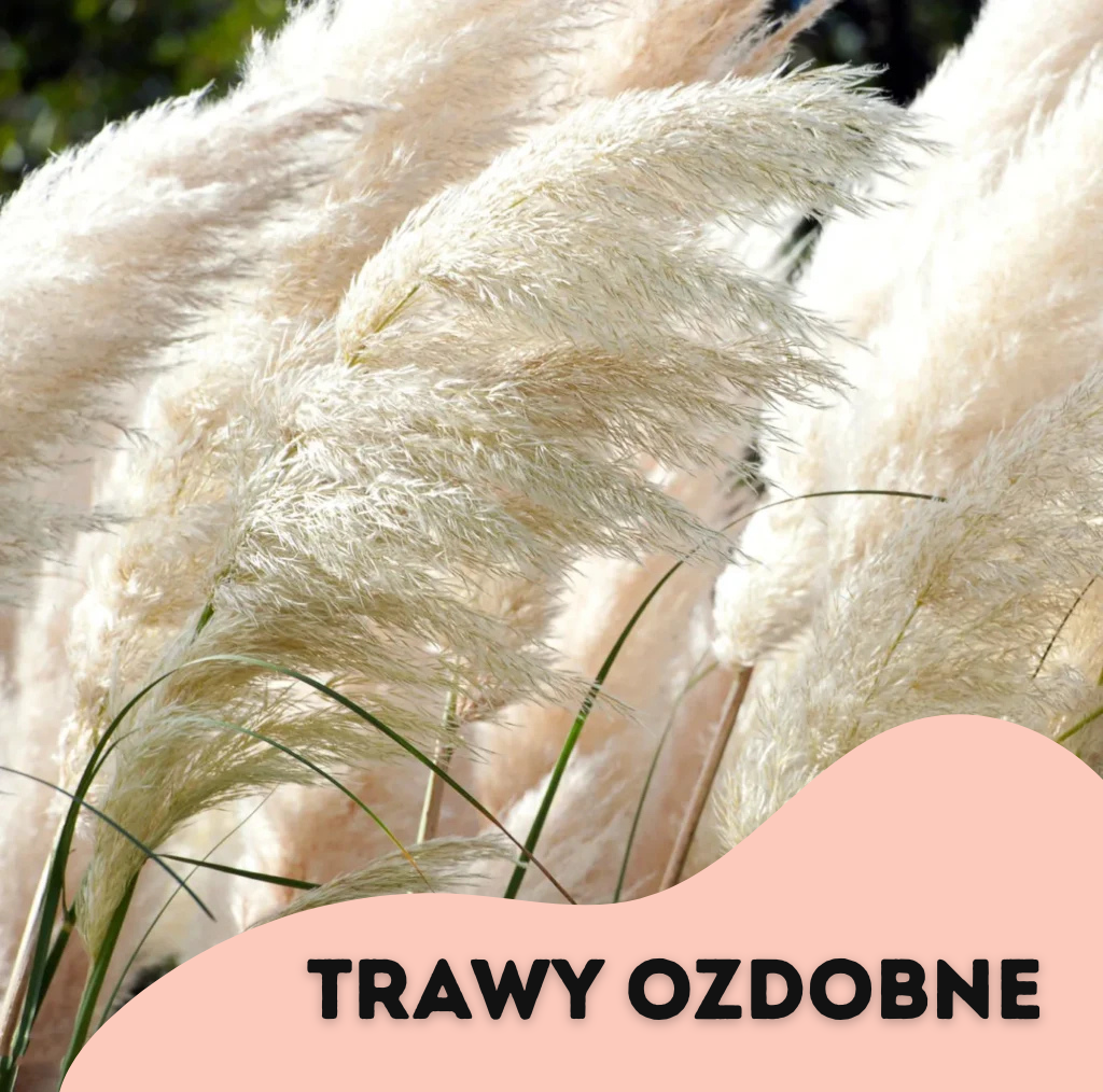 Promocja 3 + 1 trawy ozdobne